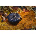 0.5 qt, Pumpkin, Petite Dutch Oven, Matte Black,,large