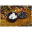 0.5 qt, Pumpkin, Petite Dutch Oven, Matte Black,,large preview
