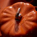 0.75 qt, Pumpkin, Petite Dutch Oven, Burnt Orange,,large